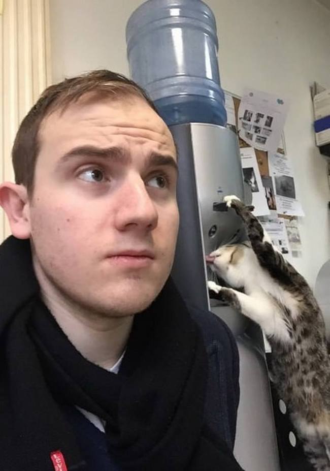 650x927, 58 Kb / кот, кулер, вода, похмелье