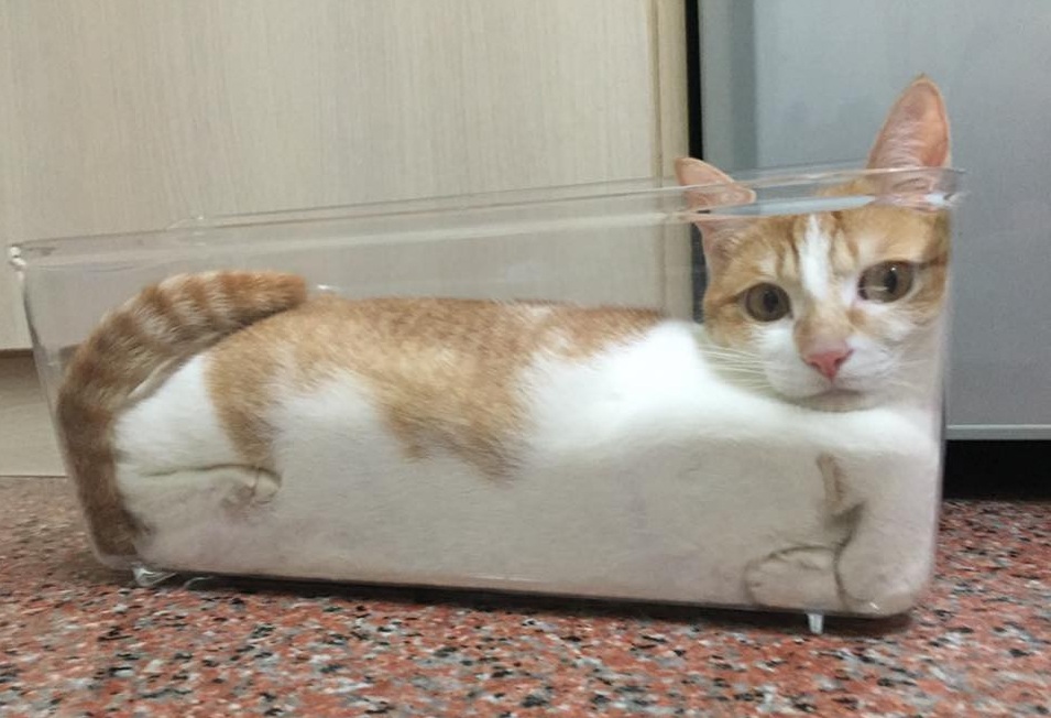 955x652, 144 Kb / кот, ёмкость