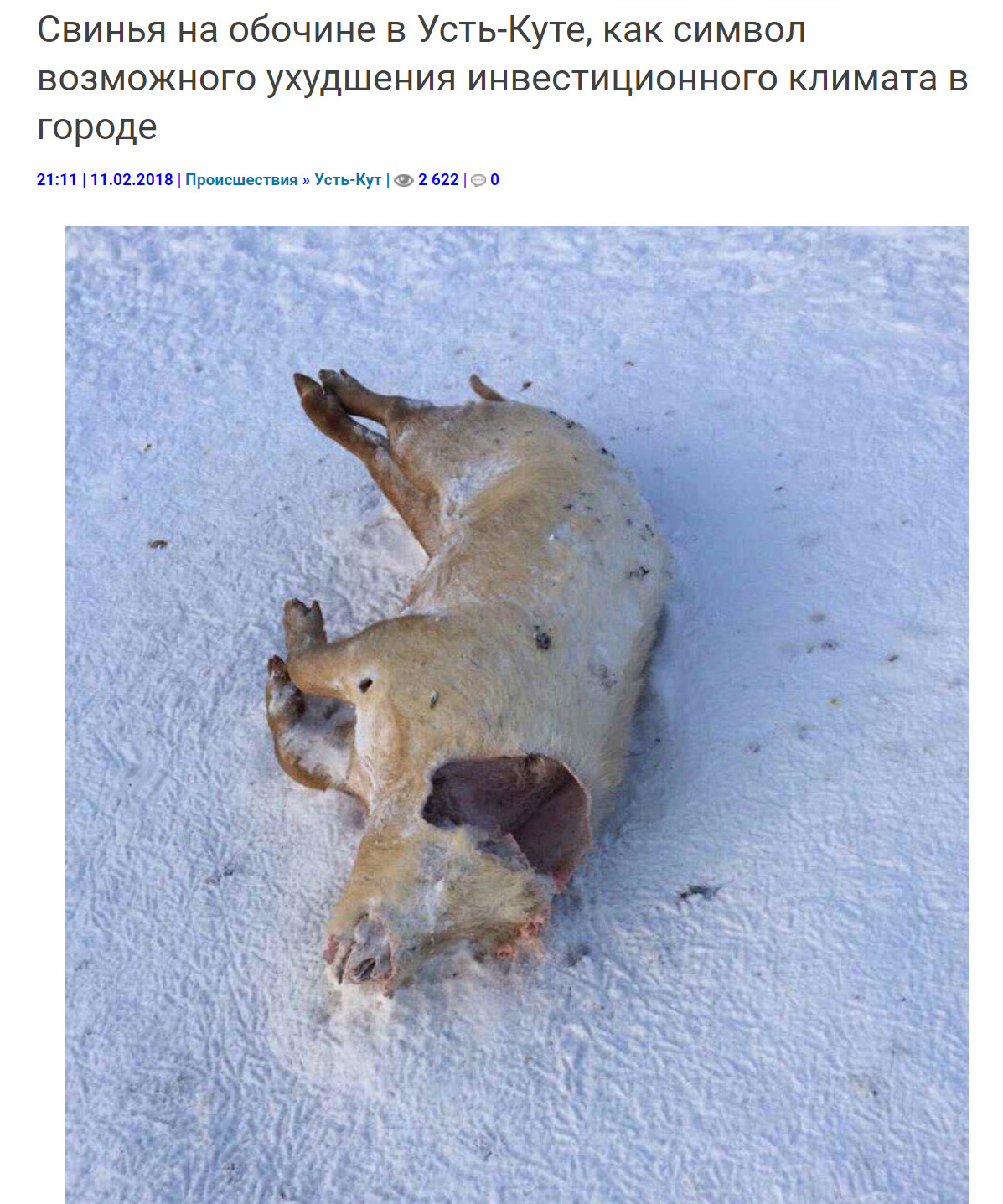 1197x1437, 430 Kb / свинья, климат, труп, зима