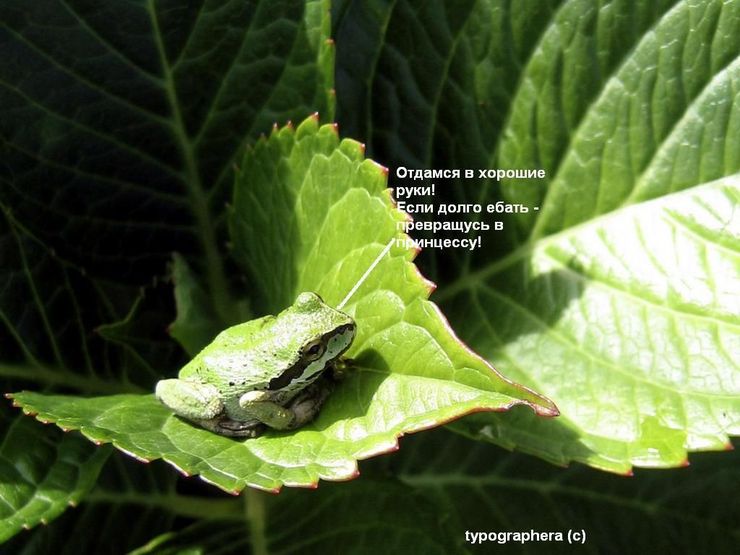 740x555, 61 Kb / царевна-лягушка