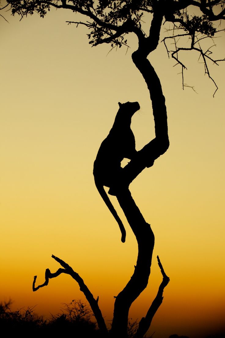 736x1104, 68 Kb / ягуар, дерево, силуэт