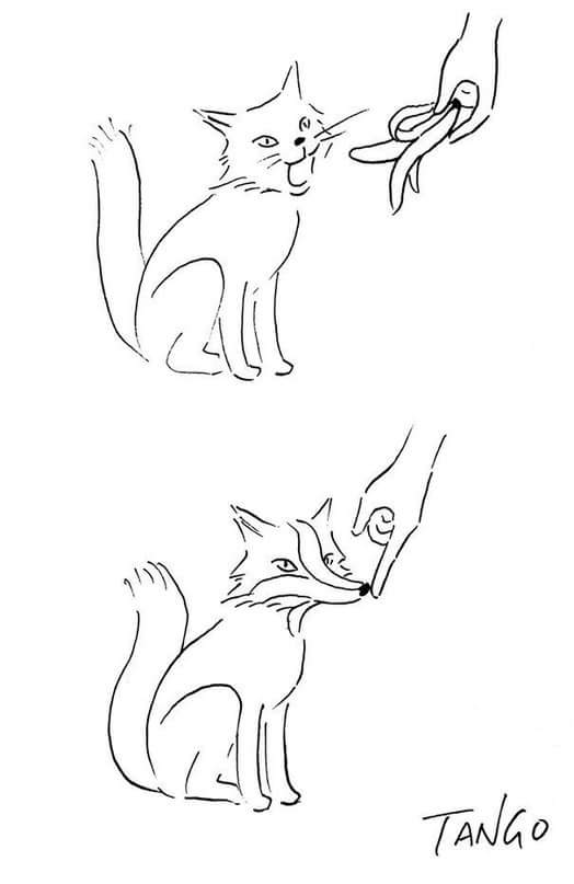 524x807, 19 Kb / Лиса, кот, кожура, банан