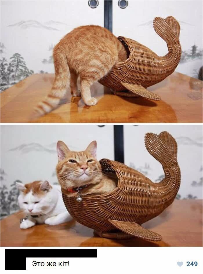 700x946, 80 Kb / кот, кит