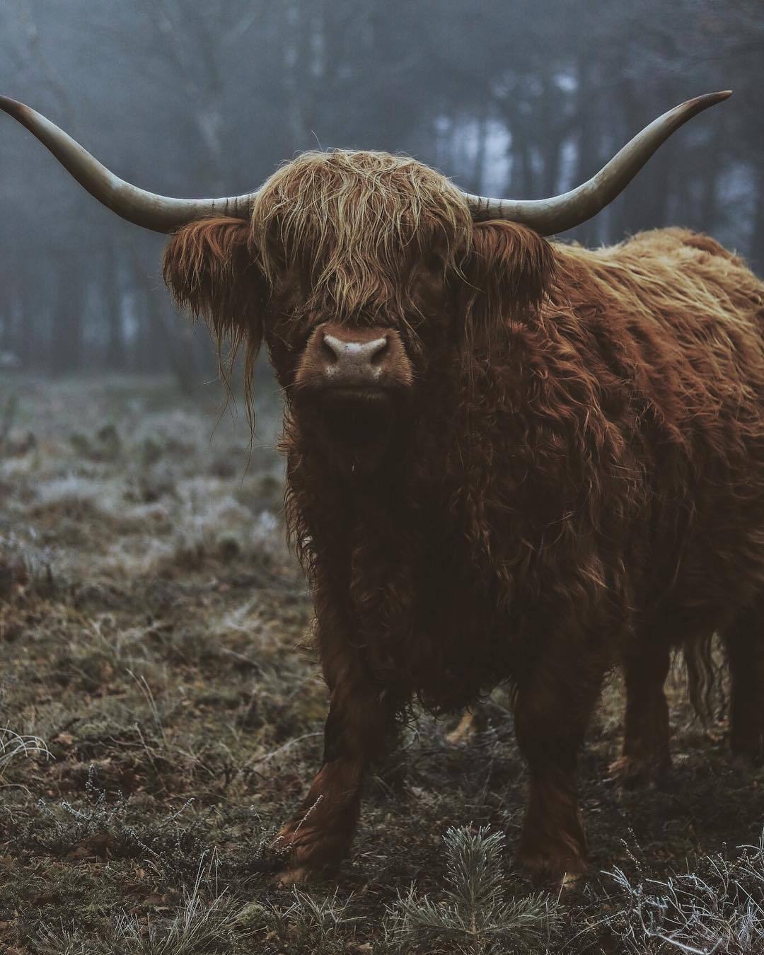 1080x1350, 155 Kb / бык, рога