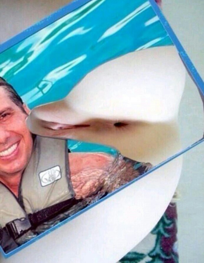 692x891, 77 Kb / дельфин