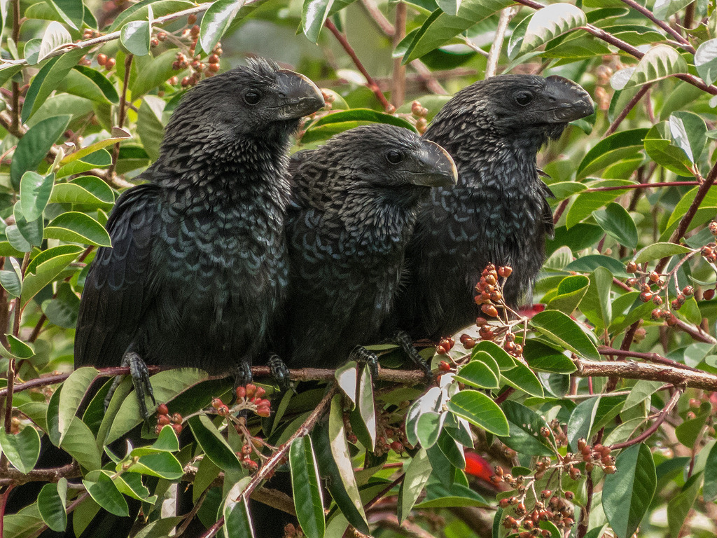 1024x768, 400 Kb / ветки, листва, Ани, птицы