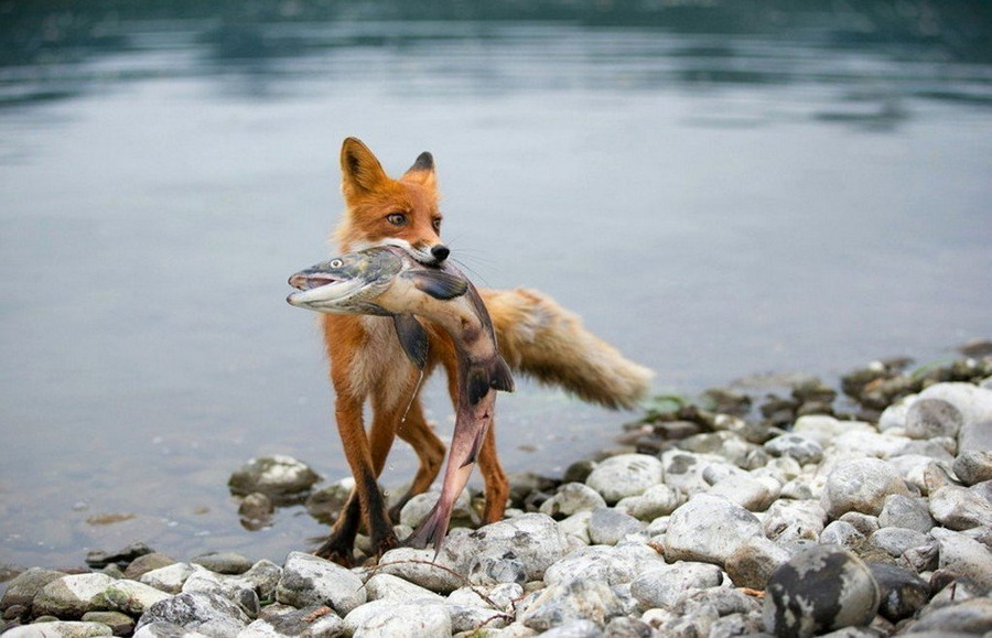 900x579, 127 Kb / лиса, рыба, берег