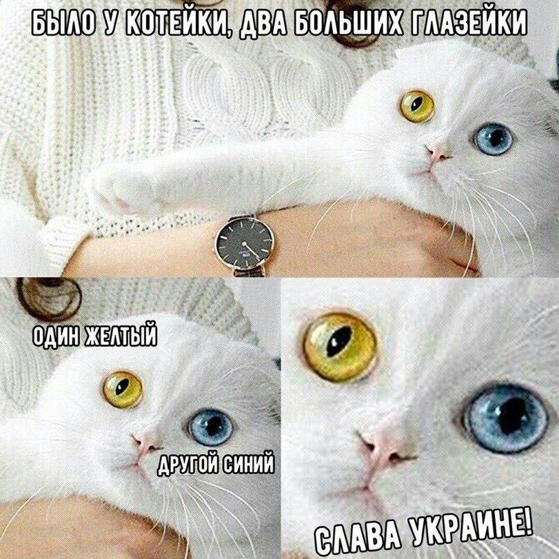 811x811, 149 Kb / Кот, котейка, глазейки, слава украине, политота, гетерохромия