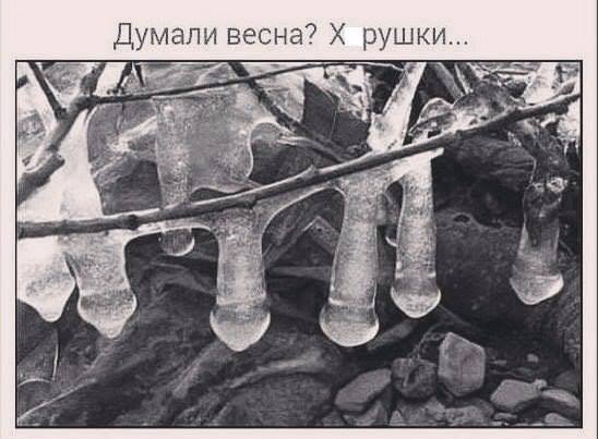 548x403, 38 Kb / сосульки, ветка, весна