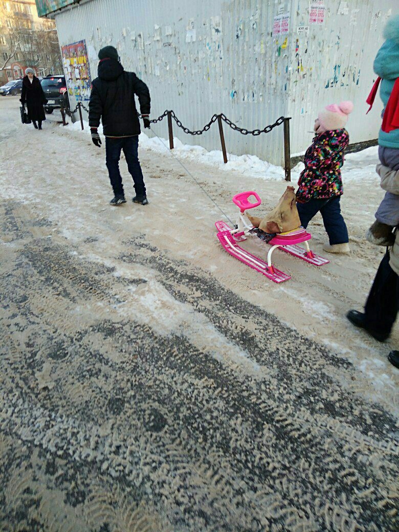 780x1040, 229 Kb / санки, ребенок, голова, свинья