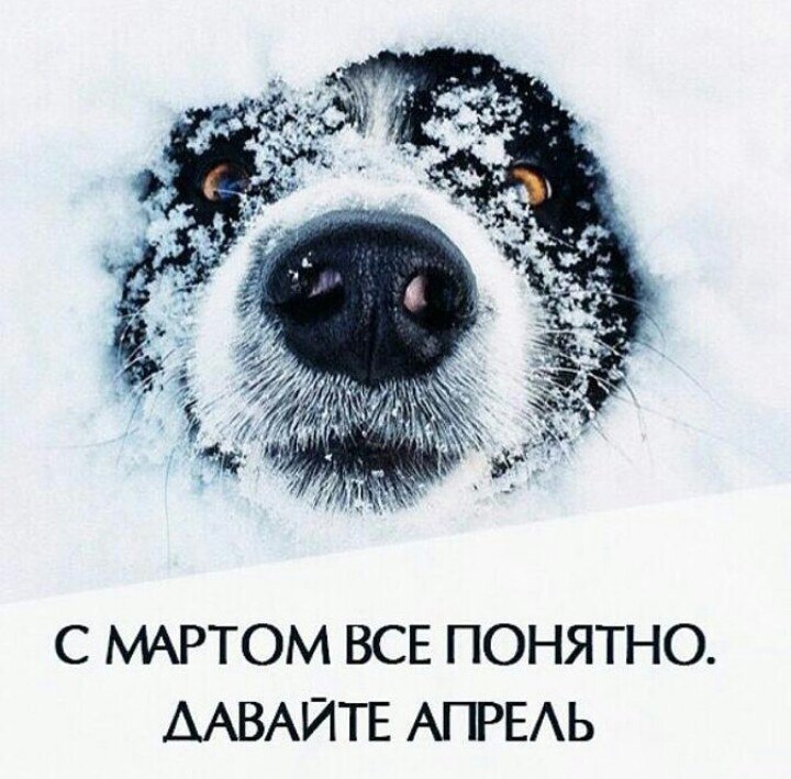 720x709, 102 Kb / март, апрель, собака, снег