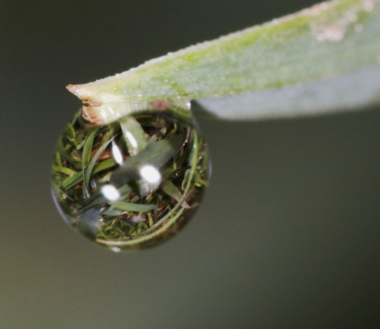 740x642, 44 Kb / макросъемка, капелька