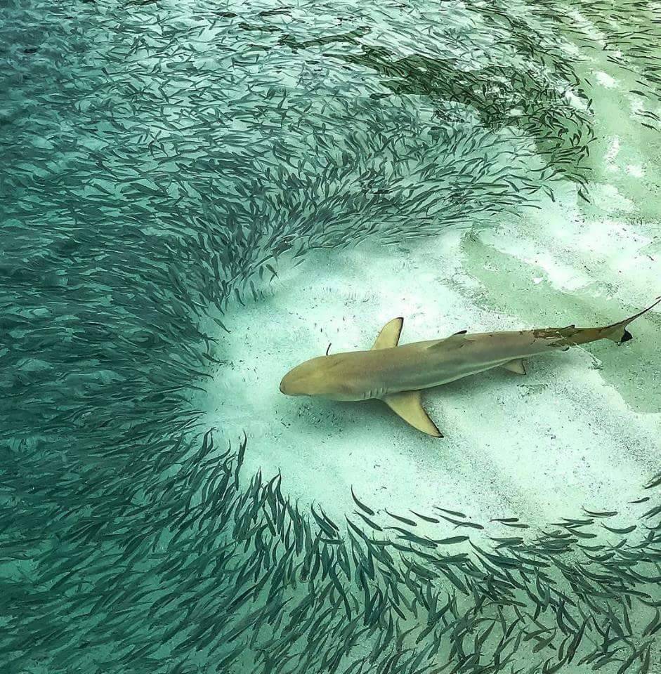 941x960, 201 Kb / акула, стая, рыбы, косяк