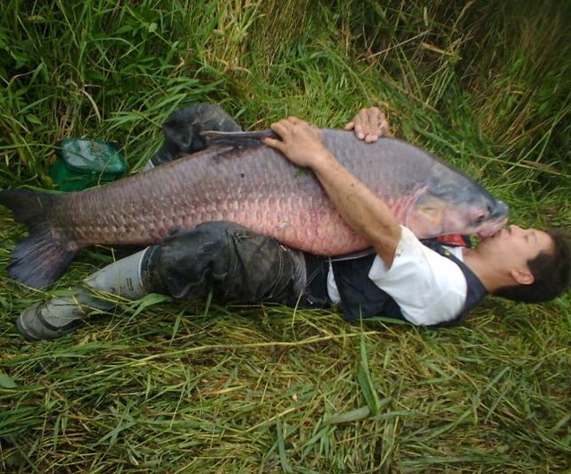 640x531, 87 Kb / мужик, рыба, поцелуй