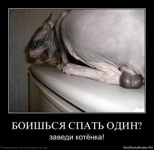 640x622, 49 Kb / котик, лапуля, страшно