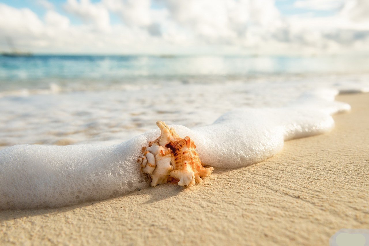 1280x854, 129 Kb / море, песок, берег, ракушка, пена
