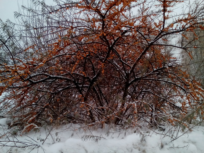 700x525, 451 Kb / Облепиха, снег, дом