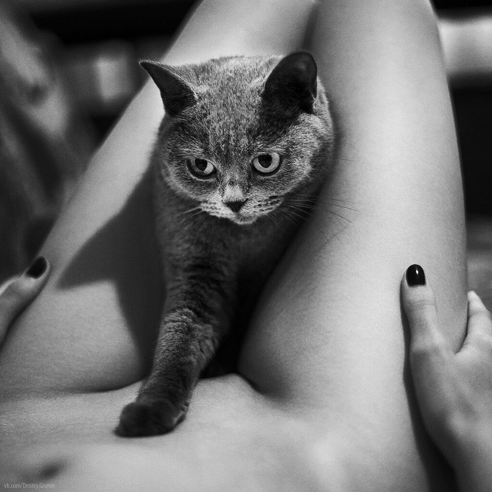 960x960, 197 Kb / ноги, кот, ч/б