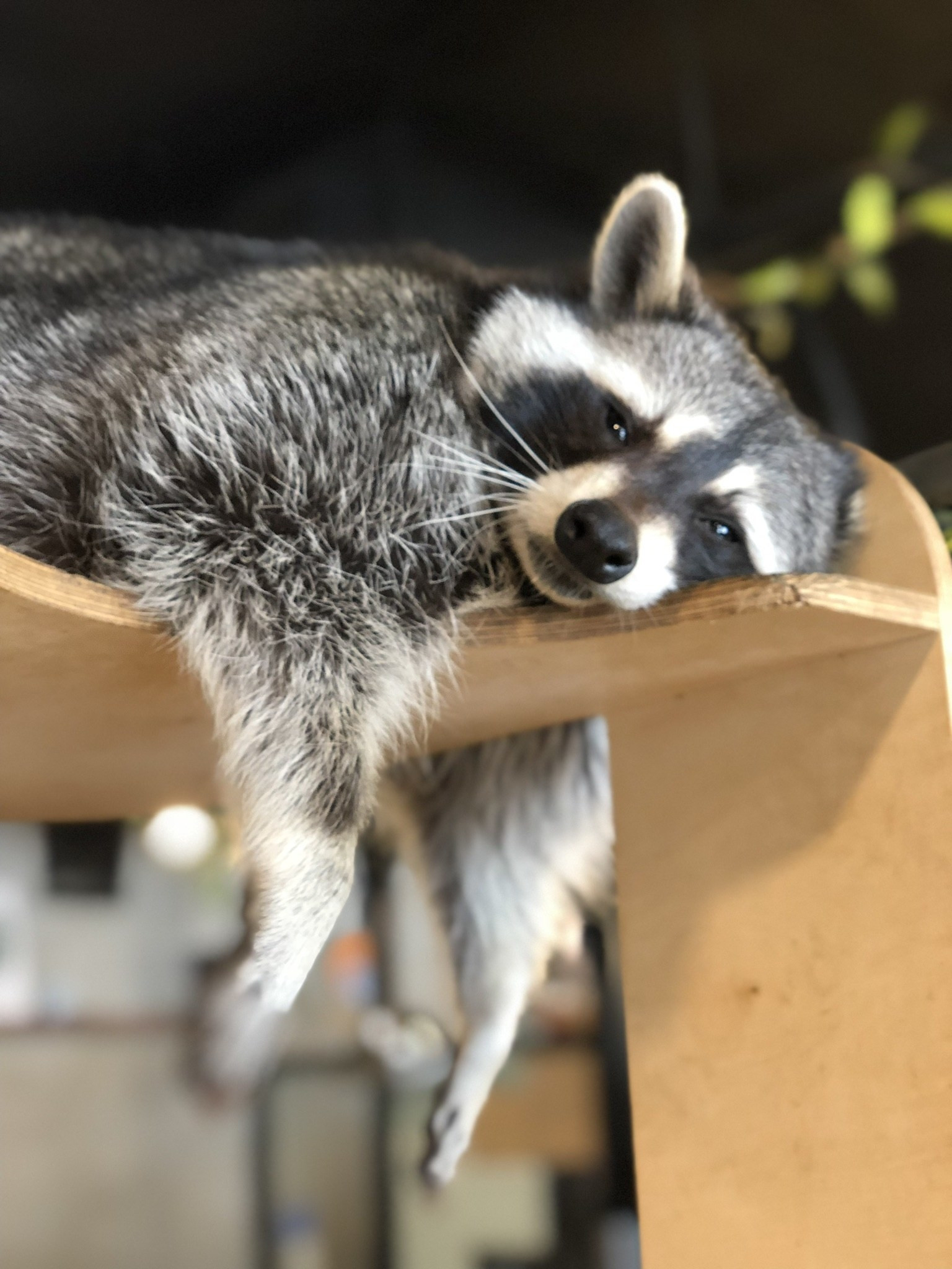 1536x2048, 498 Kb / енот, лежит, устал