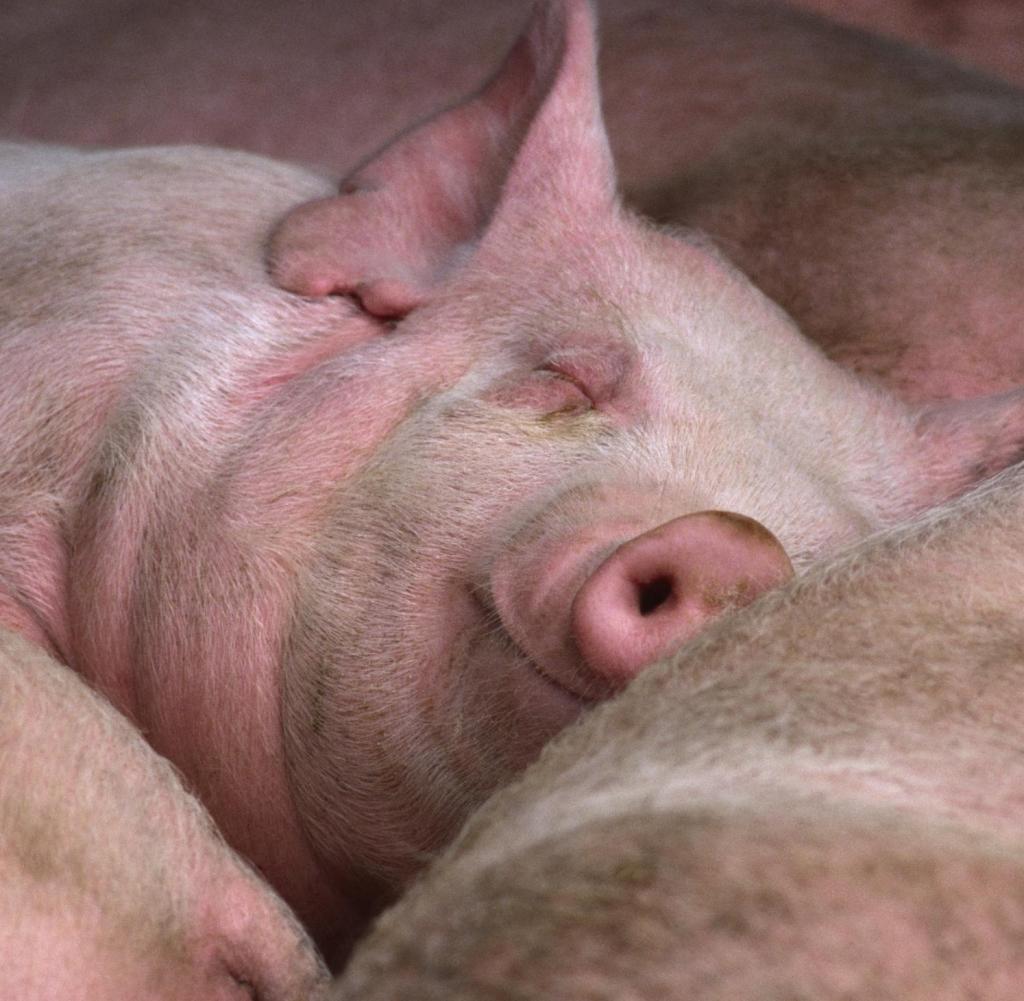 1024x1001, 112 Kb / хрюшка, свинья, пятачок