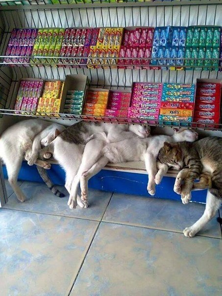 453x604, 83 Kb / коты, витрина, жвачки