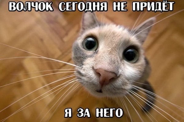 600x398, 54 Kb / Кот, волчок