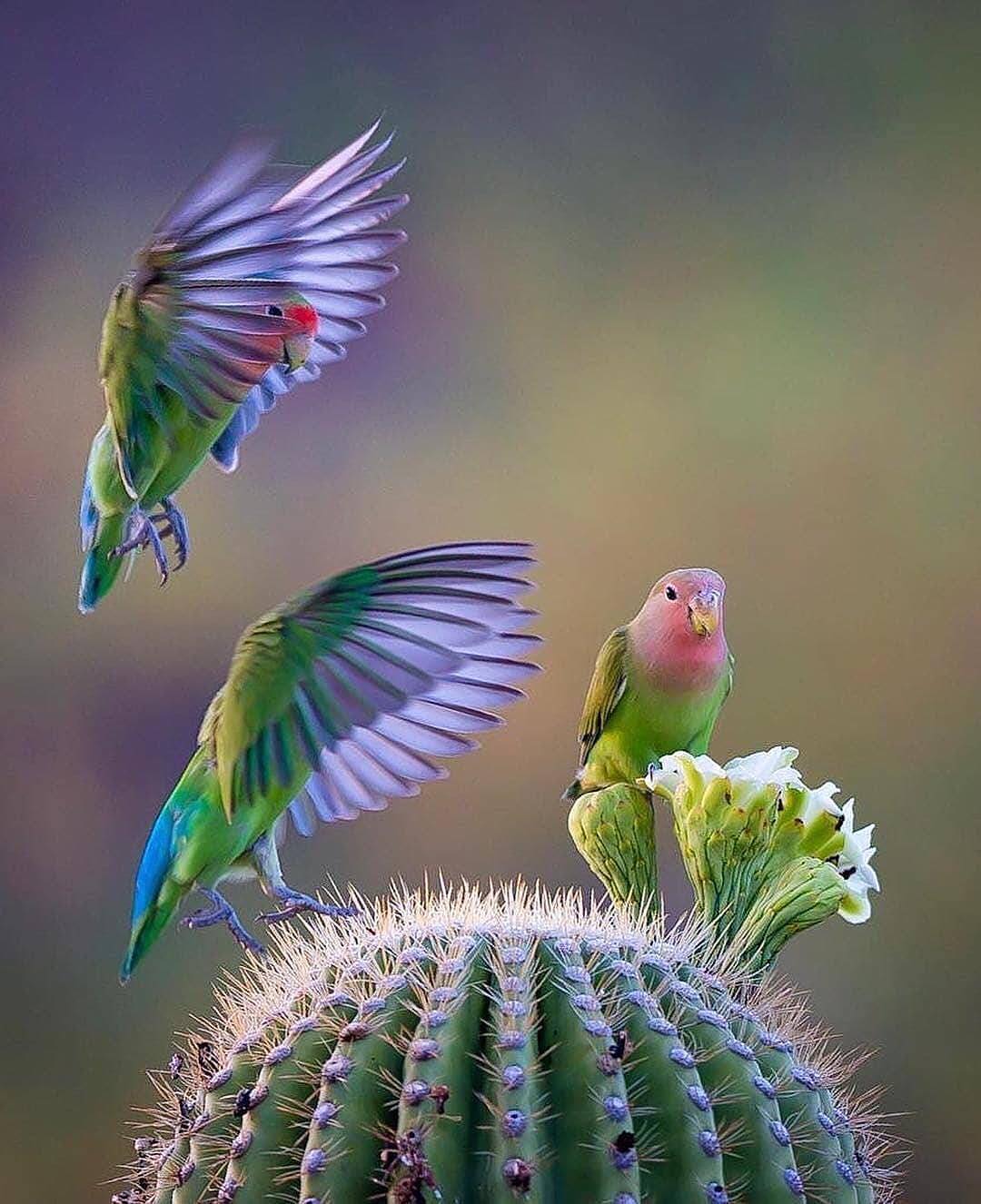 1080x1326, 141 Kb / кактус, цветок, попугаи