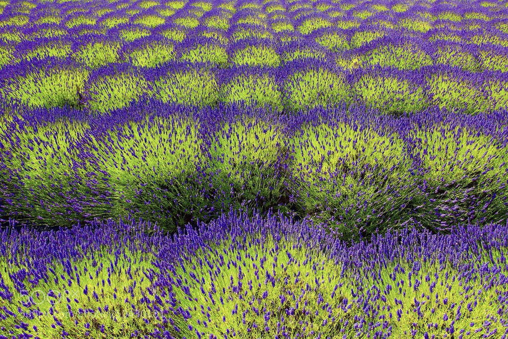 1024x683, 508 Kb / лаванда, фиолетовый