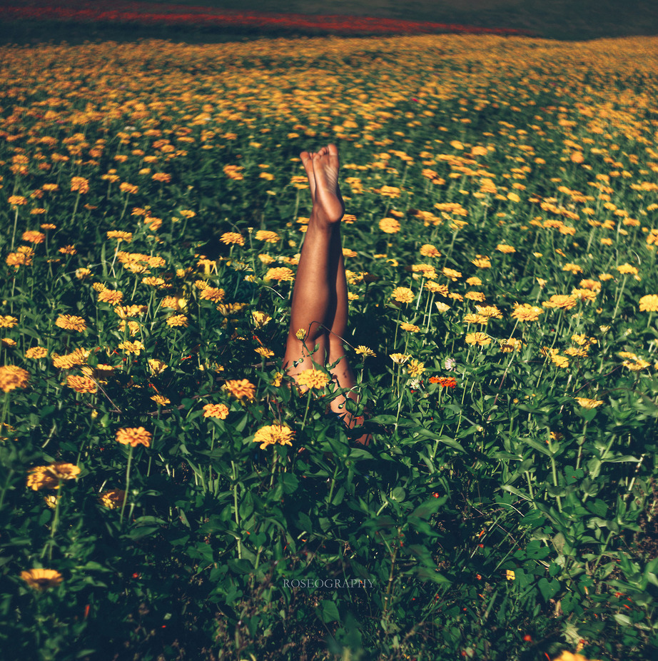 922x926, 521 Kb / поле, ноги, цветы