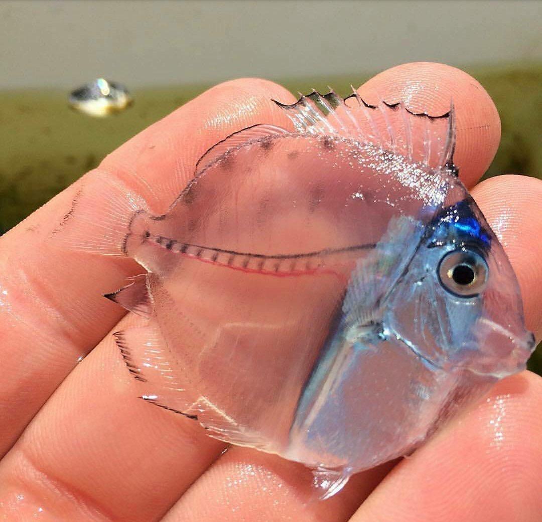 1080x1041, 118 Kb / рыба, пальцы, прозрачная