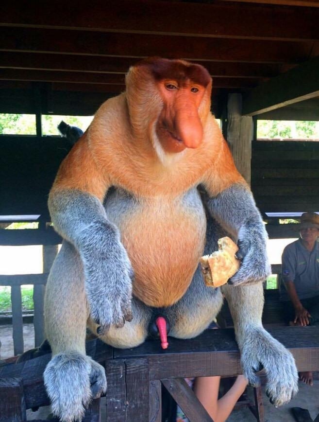 657x868, 103 Kb / обезьяна, носач