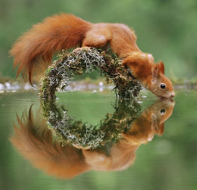 692x667, 70 Kb / белка, пьёт, мох, лишайник, круг, вода, отражение