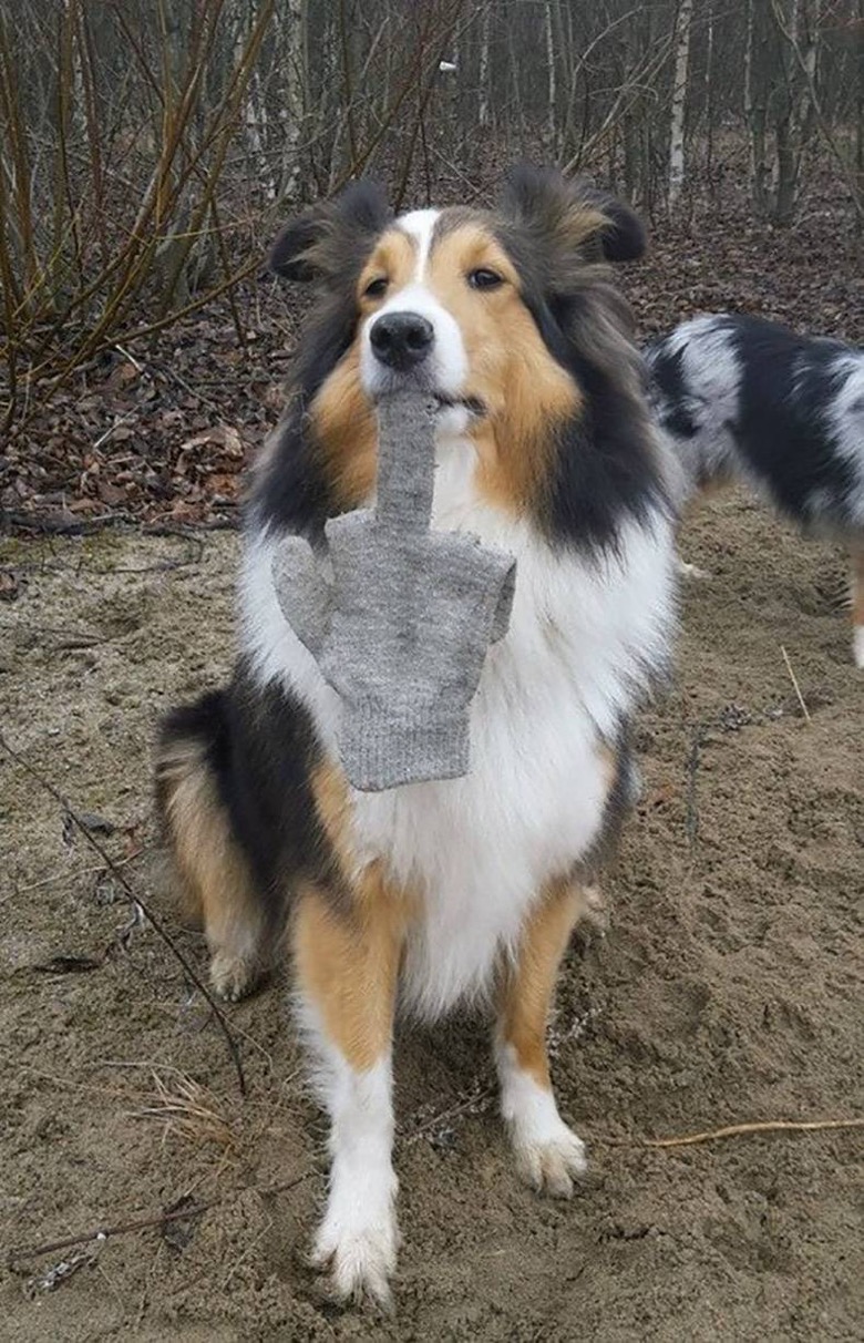 780x1212, 320 Kb / собака, перчатка, фак