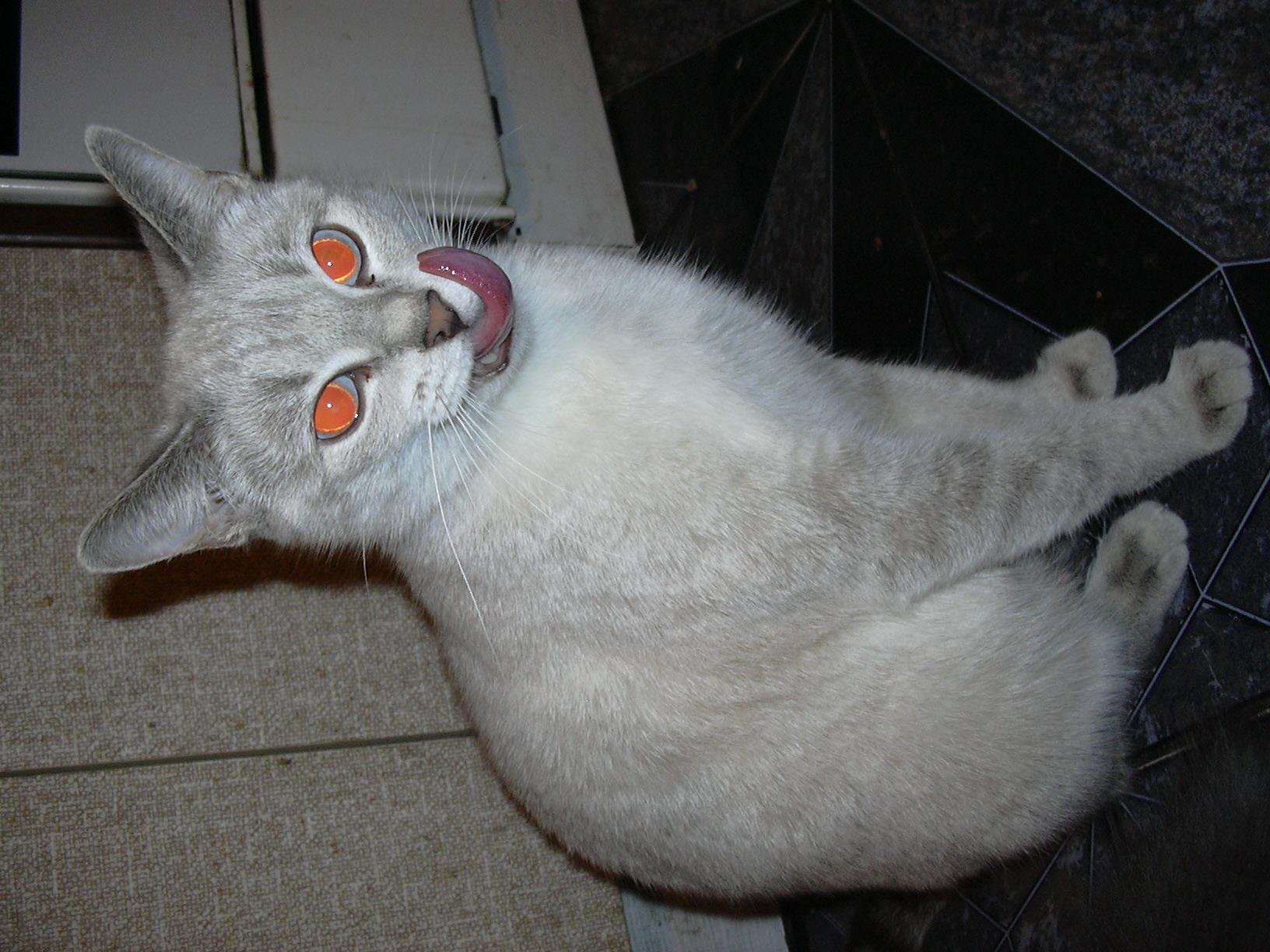 1632x1224, 262 Kb / кот, язык, глаза, горизонт