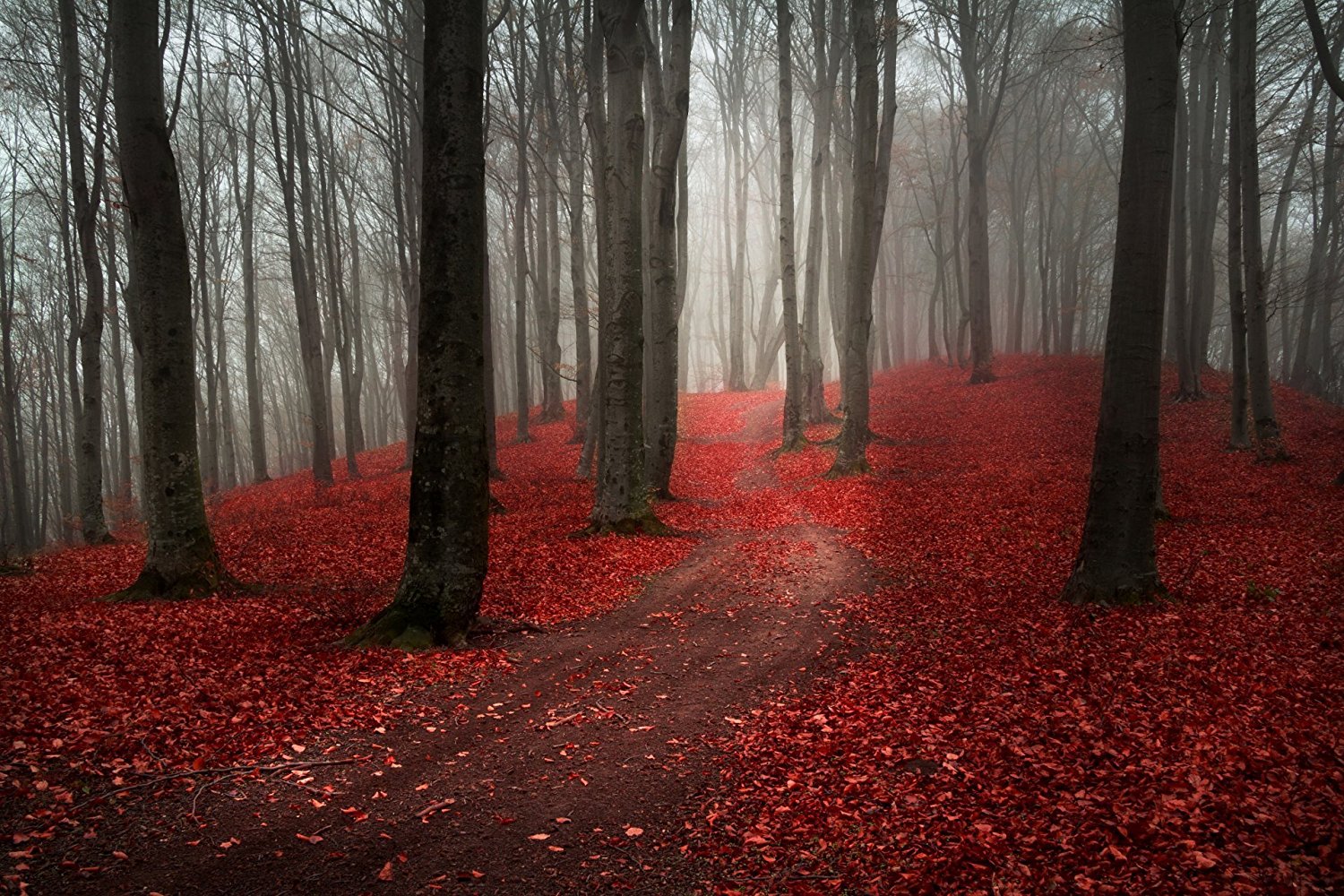 1500x1000, 458 Kb / лес, деревья, осень, красные, листья