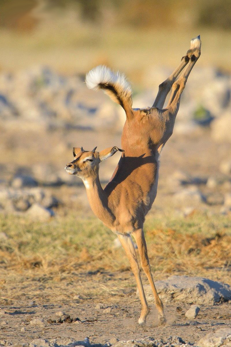 800x1200, 304 Kb / коза, антилопа, рога, копыта, хвост, прыжок