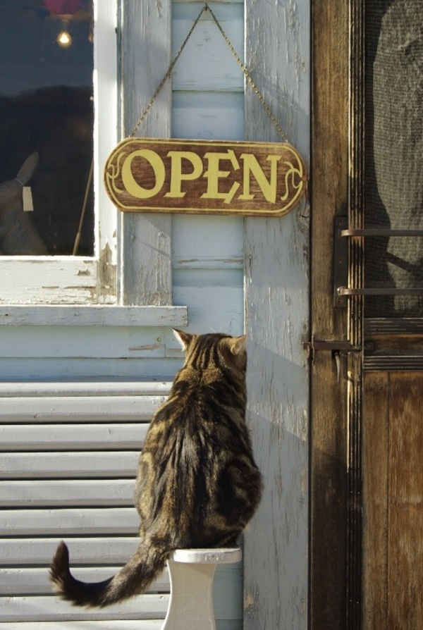 600x894, 196 Kb / кот, сидит, дверь, табличка, открыто, open