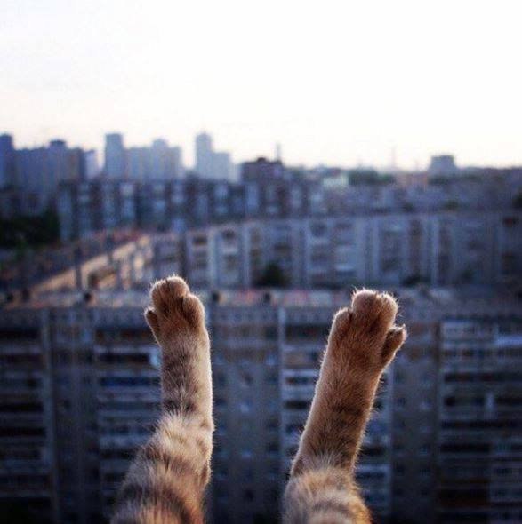 587x590, 37 Kb / кот, лапы, дома