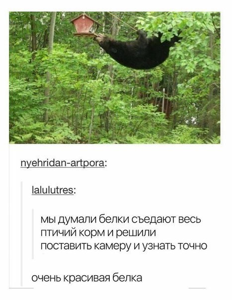 467x604, 66 Kb / медведь, белки, корм, кормушка, белки