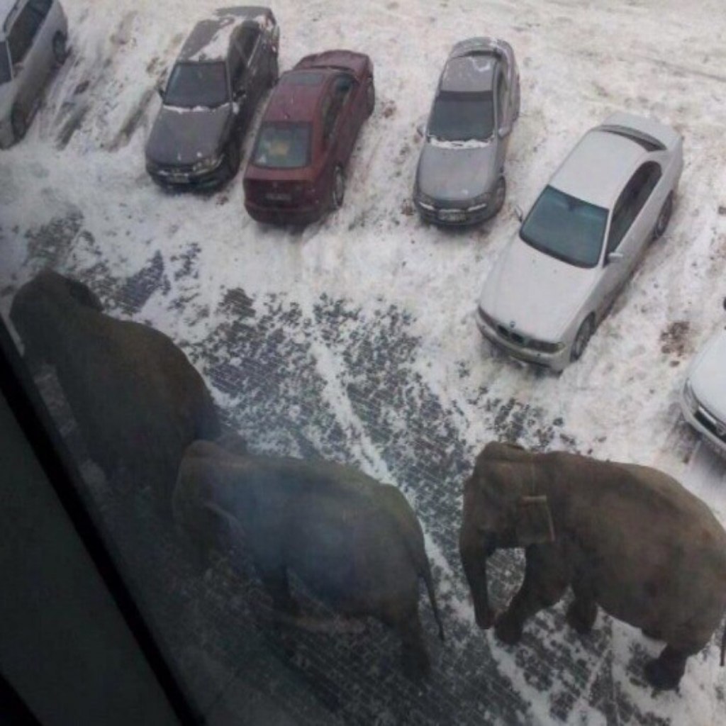 1024x1024, 129 Kb / Слоны, снег 1024x1024, 129 Kb / Слоны, снег