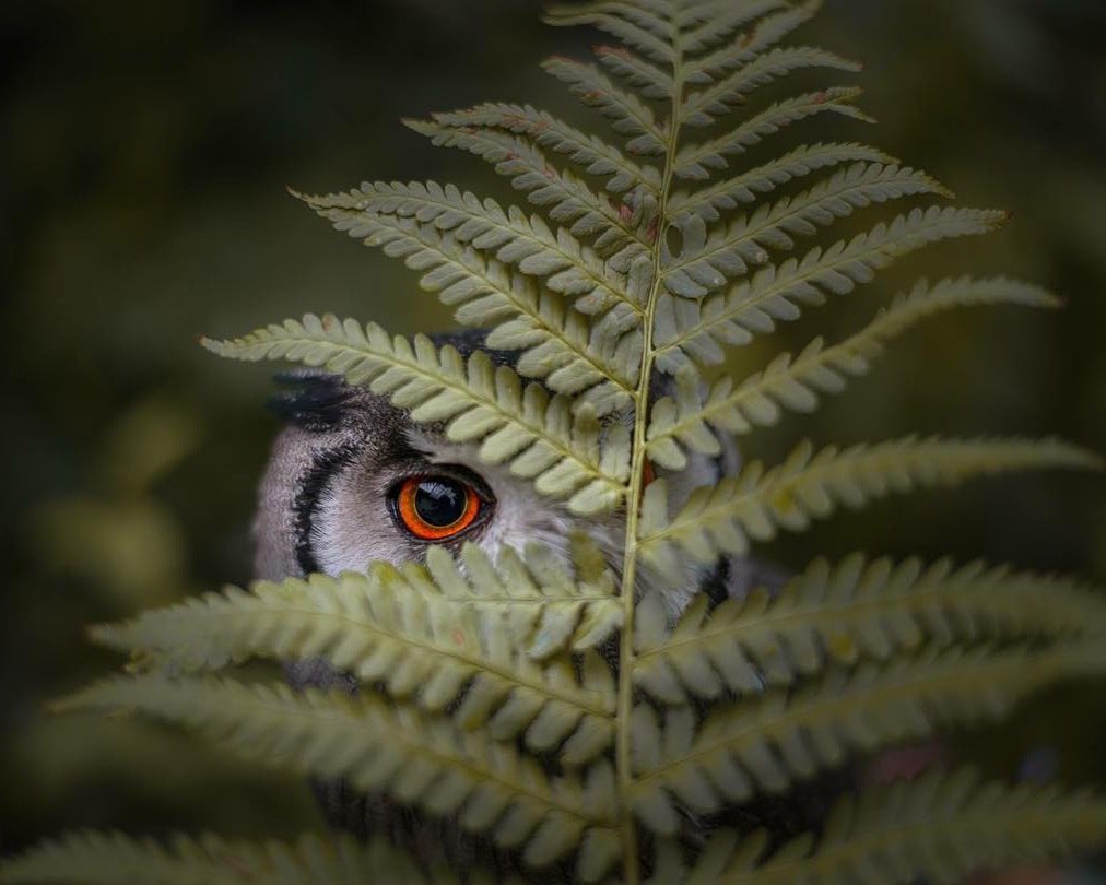 1012x810, 97 Kb / сова, глаз, папоротник
