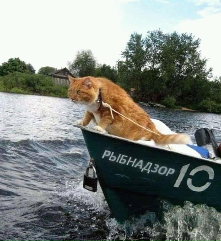 720x785, 65 Kb / рыбнадзор, лодка, кот, река
