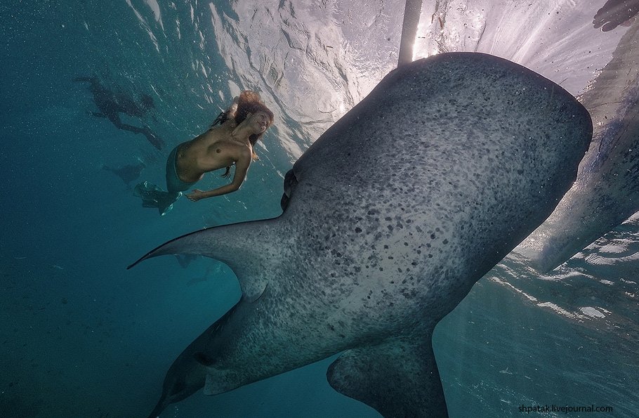 910x595, 134 Kb / девка, пловчиха, рыба, акула, русалка