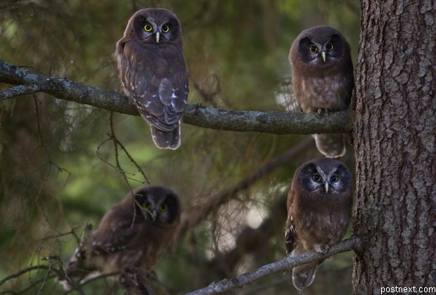 620x420, 42 Kb / совы