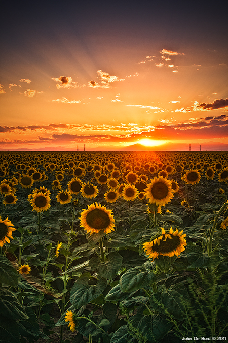 450x675, 544 Kb / поле, подсолнухи, закат