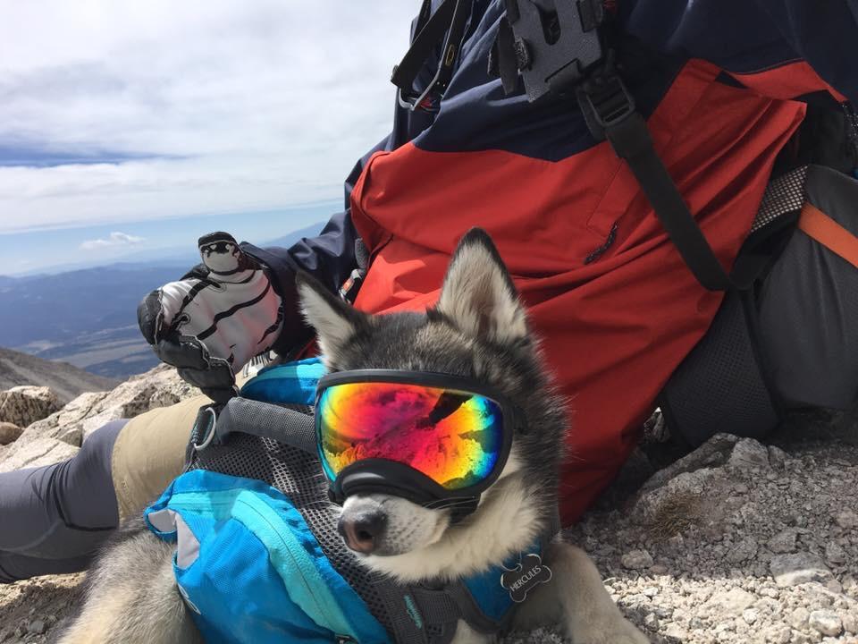 960x720, 87 Kb / собака, хаски, очки, горы, палатка