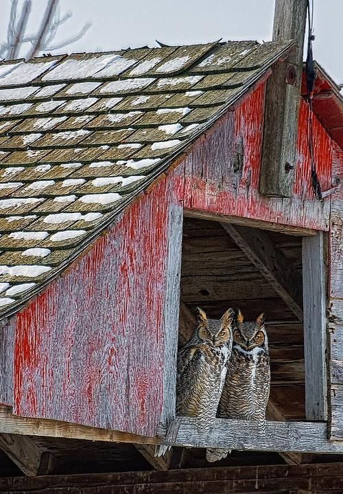 500x721, 123 Kb / совы, сарай, крыша, щепа