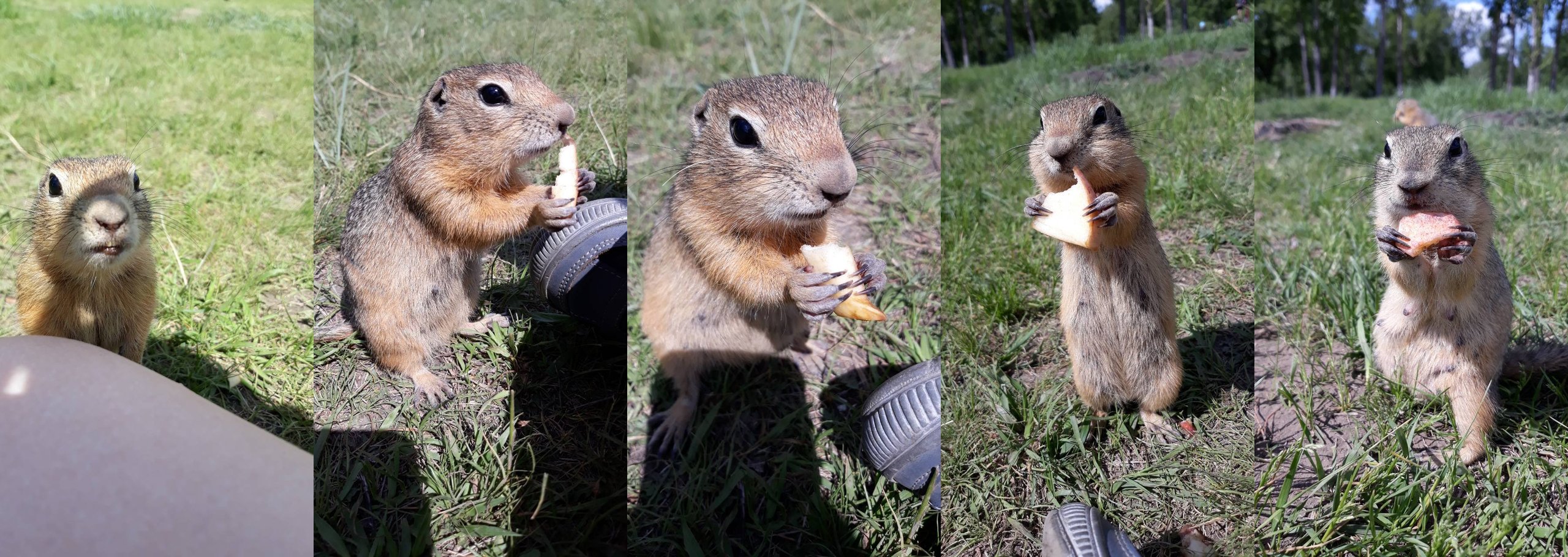 2560x910, 620 Kb / суслик