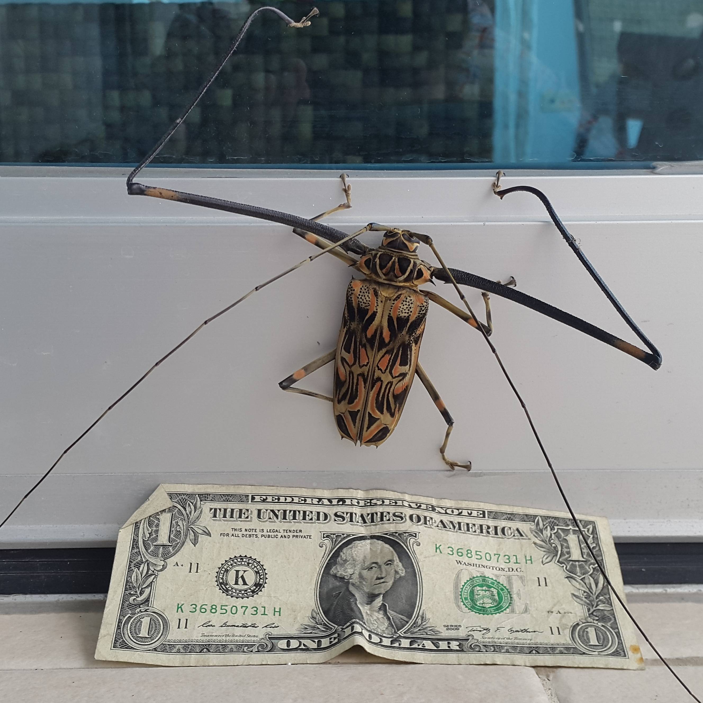 2656x2656, 558 Kb / жук, доллар