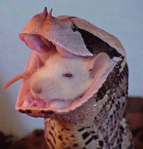 590x618, 126 Kb / габонская, гадюка, ест, мышь